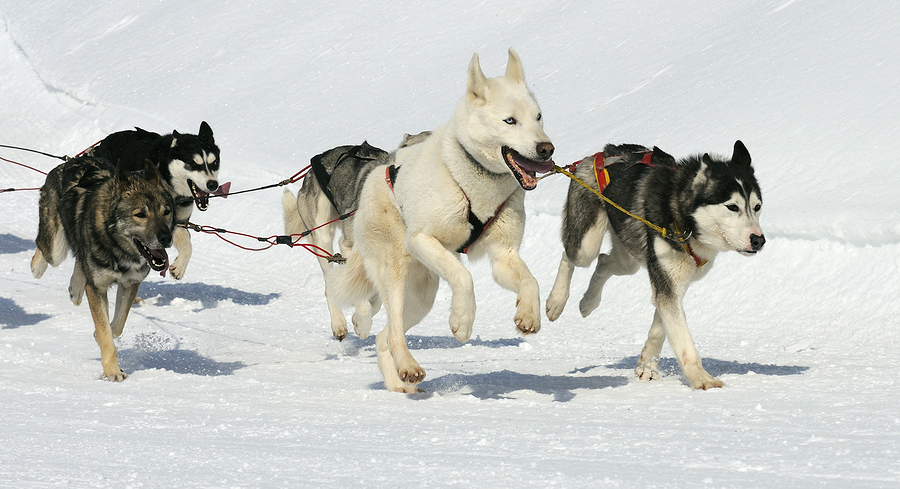 Picture of sled dogs at work coming over a snowy crest